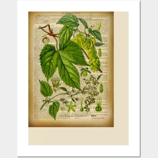 Botanical print, on old book page Hoops Posters and Art